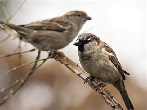 Common garden birds | Common garden birds, House sparrow, Sparrow