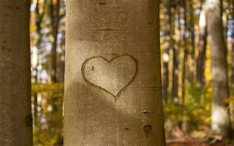 brown tree with heart engrave free image | Peakpx