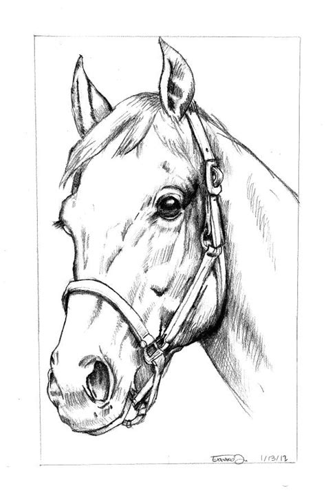 Horse Head CLICK Visit link above for more info | Horse head drawing, Horse art drawing, Animal ...