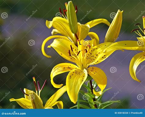 Yellow tiger lilies stock photo. Image of variety, freshness - 43018334