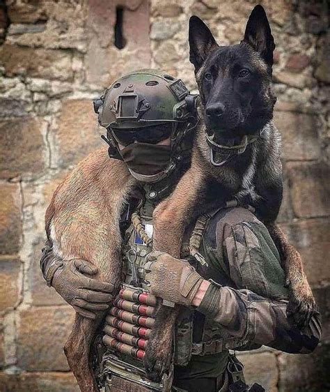 14 Interesting Facts About Belgian Malinoises | Military working dogs, Military dogs, Working dogs