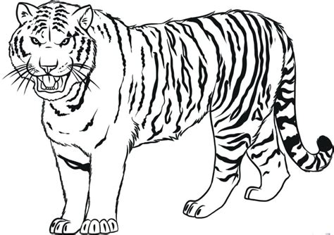 Siberian Tiger Drawing at GetDrawings | Free download