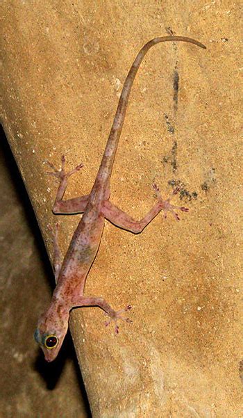 golden-gecko01-1.jpg - Learn About Nature