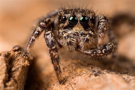 jumping spider 10-1, "green eyes" -- Habronattus | 6mm big. … | Flickr