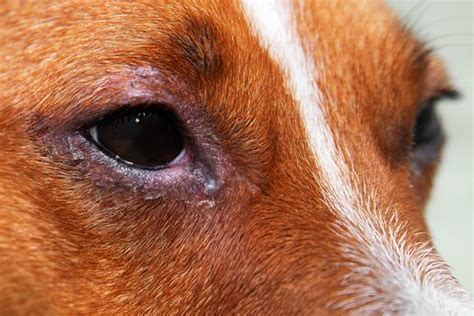 Conjunctivitis in Dogs: Symptoms & Treatments For Pink Eye