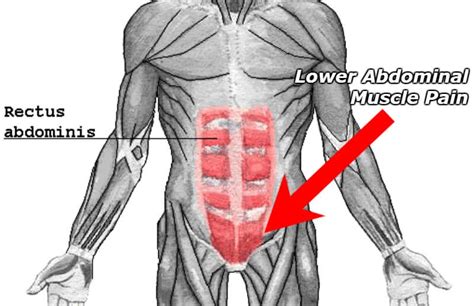 Diagram Of Male Groin Area / Perineal region - Anatomy, Definition, Diagram | Kenhub : Lump in ...