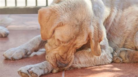 Skin Allergies or Bug Bites: What Does My Dog Have? | PetMD