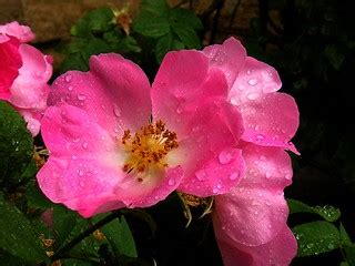 Water droplets on a pink rose | a single rose from the bush … | Flickr
