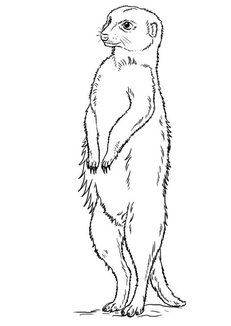 Top 10 Meerkat Coloring Pages | Desert animals coloring, Animal coloring pages, Desert animals