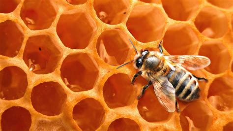 Honey Bee Wallpapers - Wallpaper Cave