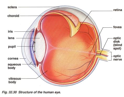 Blind Spot Eye Anatomy - ANATOMY