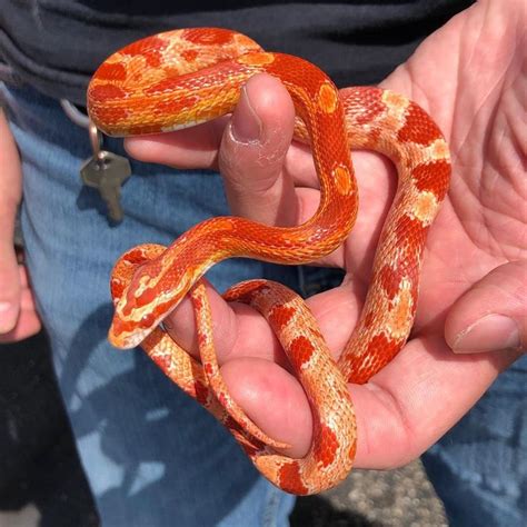 Richard Allen on Instagram: “Beautiful baby male albino corn available at Reptile Rapture. www ...