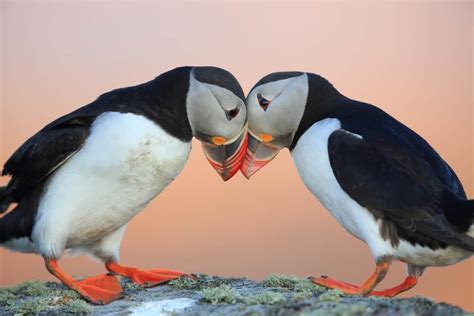 7 Dazzling Puffin Tours in Maine | New England With Love