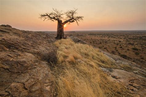 Botswana Safari: 6 Top Photography Tips - Nature TTL