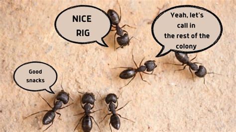 Ants in Your RV? How to Get Rid of Them & Keep Them Out