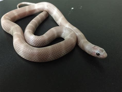 California Kingsnake Morphs - California Kingsnake Morphs