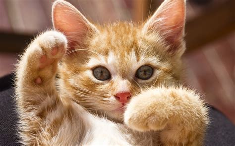 Orange tabby kitten HD wallpaper | Wallpaper Flare