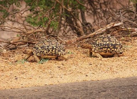 What Do Baby Desert Tortoises Eat? Facts and Complete Diet - Feeding Nature