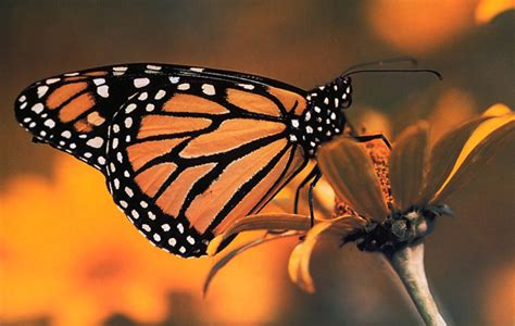 Monarch Butterflies in free-fall: How you can help | The Common Sense ...