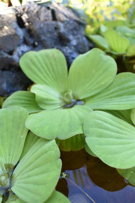 BUY 2 GET 1 FREE Water Lettuce-easy Live Aquarium Pond Aquatic - Etsy