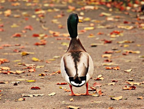 Free Images : nature, male, beak, autumn, fauna, plumage, poultry, leaves, goose, vertebrate ...