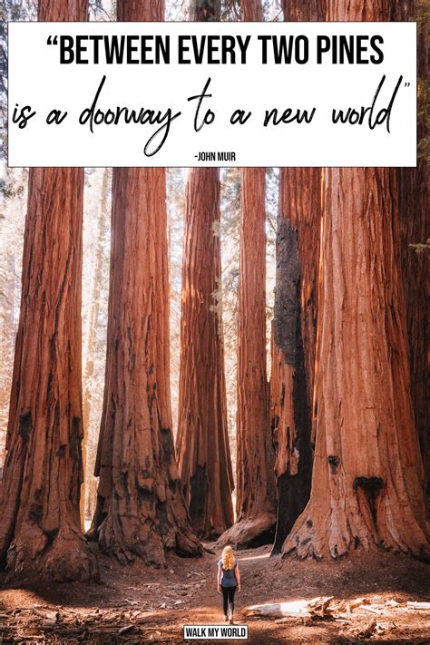 40 Inspirational Quotes about Trees — Walk My World