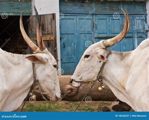 Ox Team stock image. Image of farming, farm, pair, barn - 18536297