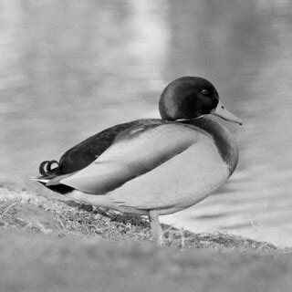 this duck. | i like this duck. 1 feb, 2012 culler lake, fred… | Flickr