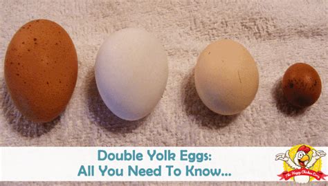 Double Yolk Eggs: Causes, Safety and Other Egg Laying Anomalies - The Happy Chicken Coop