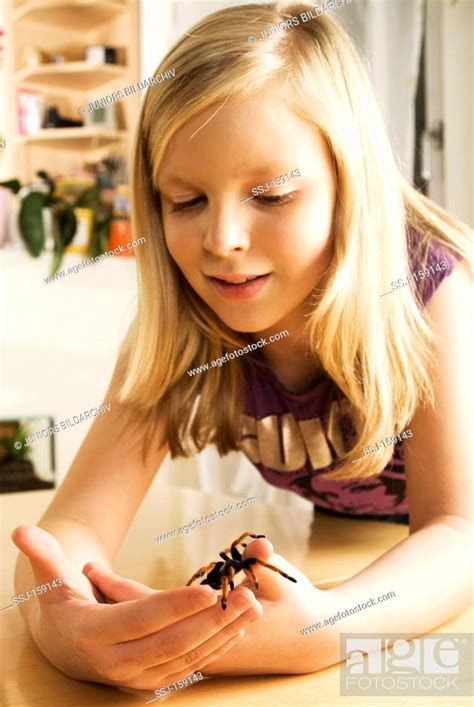 girl with Mexican Red-kneed Tarantula / Brachypelma smithi, Stock Photo, Picture And Rights ...