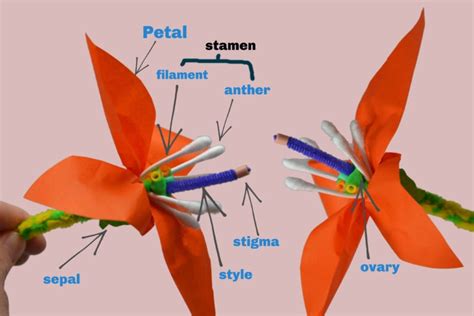 3D Flower Model - Plant Science