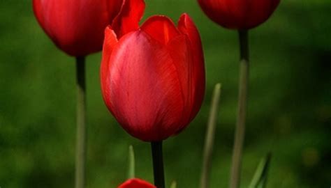 What Is the Meaning of Red Tulips? | Garden Guides