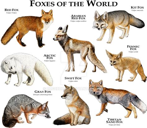 Foxes of the World by rogerdhall on DeviantArt