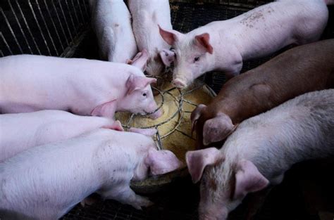 Pig Feed Formulation; Types of Pig Feed - A Full Guide | Agri Farming