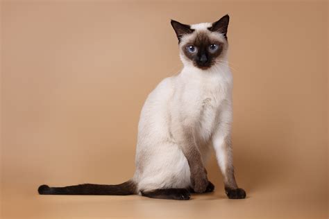 Mystical Siamese Cat Names - nBlogWbr