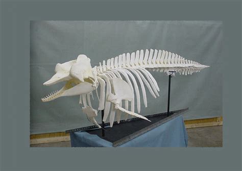 Pygmy Sperm Whale Skeleton - SkeletonsAndSkullsSuperstore