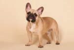 French Bulldog Colors – All Frenchie Colors Explained | PawLeaks