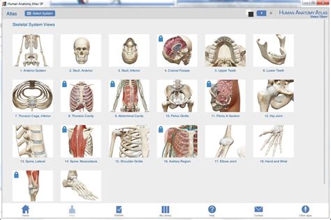 Human Anatomy Atlas download for free - SoftDeluxe