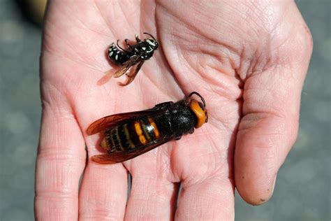 Panicked over ‘murder hornets,’ people are killing native bees we desperately need | The Seattle ...