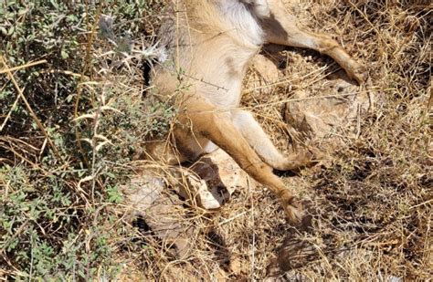 Endangered wildlife in northern Israel killed in suspected poisoning ...