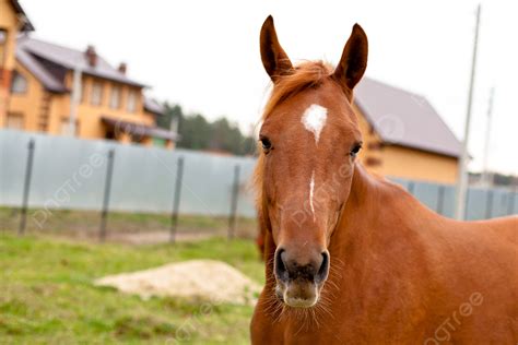 Red Horse One Purebred Orange Photo Background And Picture For Free Download - Pngtree