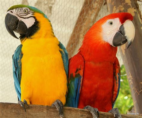 Guacamayos from Peruvian Jungle | American animals, South america animals, Parakeet