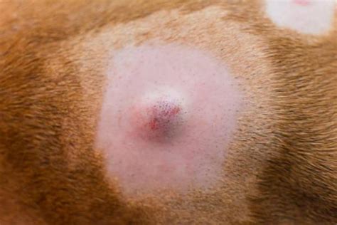 Sebaceous Cyst on a Dog - Causes and Treatment