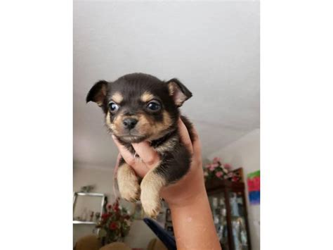 5 black and tan chihuahua puppies Houston - Puppies for Sale Near Me