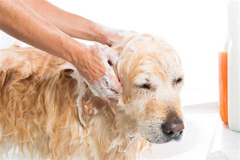 Bathroom To A Dog | A dog taking a shower with soap and wate… | Aqua ...