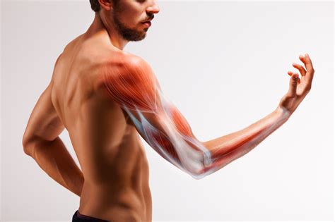 Bicep Tendon Rupture: Can I Still Workout With a Torn Bicep Tendon?