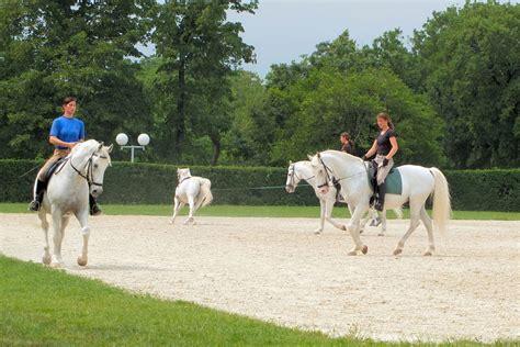 Visit And Explore The Lipica Stud Farm In Slovenia