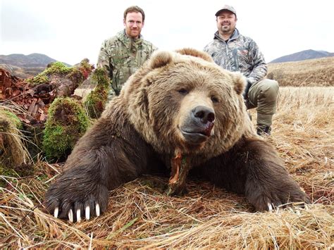 Alaska Brown Bear Hunt 10649