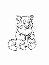 Raccoon coloring pages sketch template