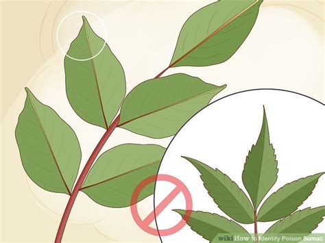 4 Ways to Identify Poison Sumac - wikiHow